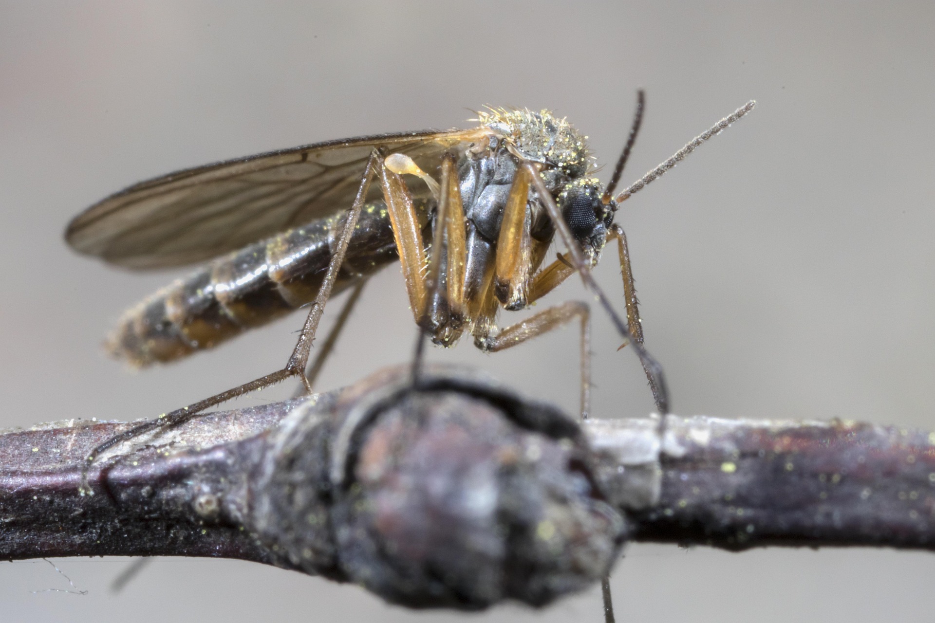 09f823fa-fb0c-4c2c-b18c-df3665f8e812-the-mosquito-4200280_1920.jpg