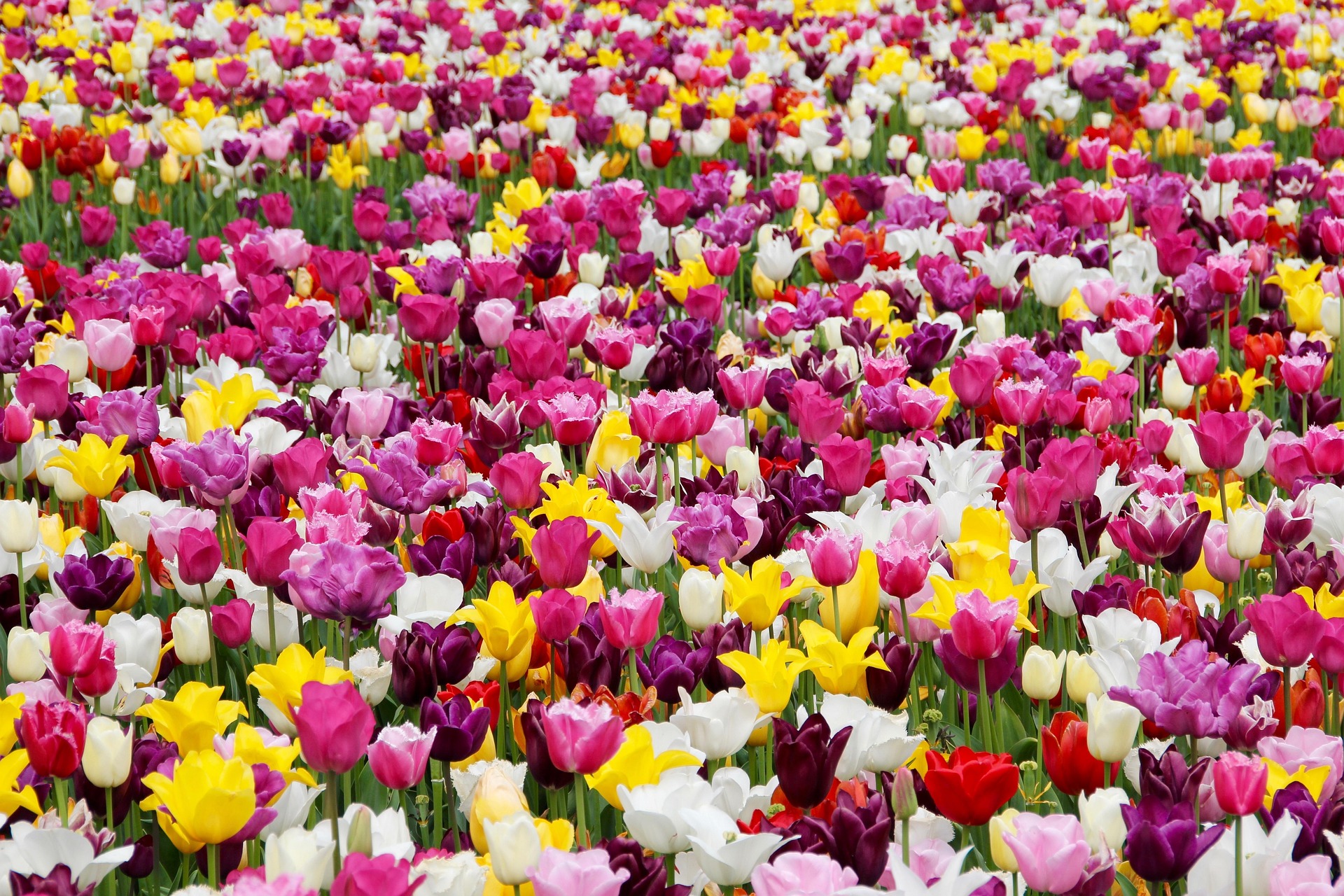 764f1e14-e5ef-4ce4-bd15-3ebc0777d5df-tulips-1405413_1920.jpg